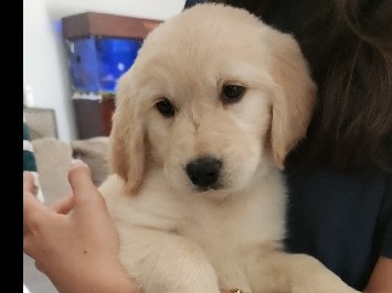 Golden Retriever Puppy 