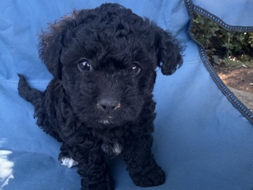 selling puppies – Belfair