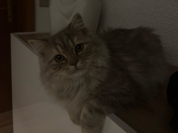 British Semi-longhair – braver bkh kitten Kater – Burghausen