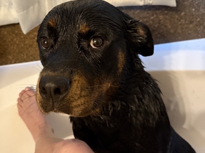 Rottweiler – Super Sweet Rottweiler – Tyler