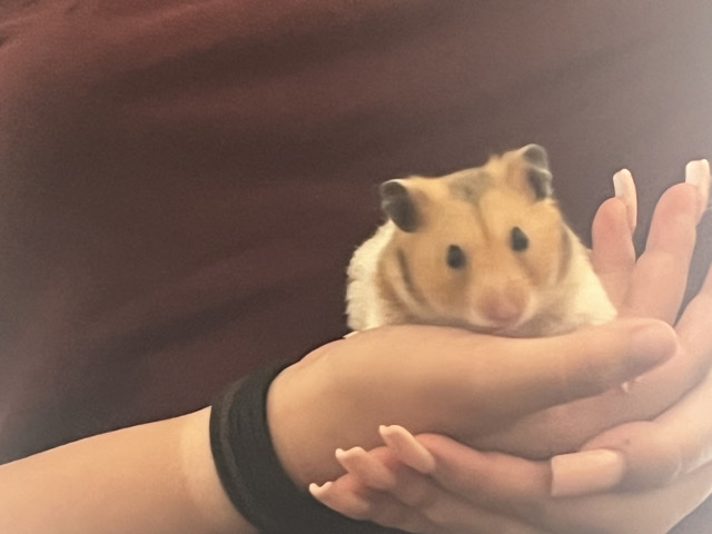Syrian Hamster