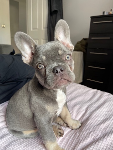 French Bulldog – 7months old beautiful pup Meech
