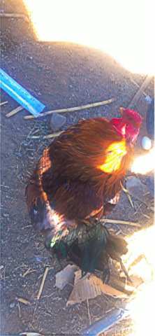 chickens for sell