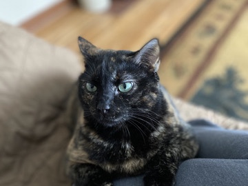 American Shorthair – Rehoming My Mom’s Cat-Please Help Me Find Her a Good Home! – North Sioux City