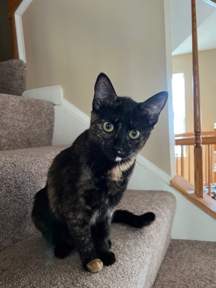 Kitten Re-Homing (Female)