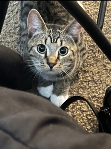 kipper male cat