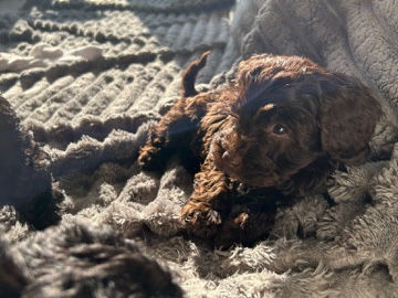 Cockapoo – cockerpoo puppys – Longfield