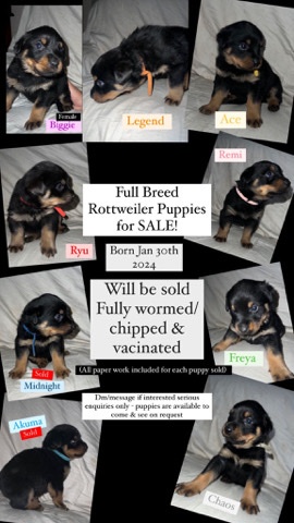 Rottweiler – Rottweiler champion bloodline pups for sale