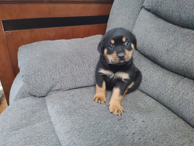 Rottweiler – Rotwiller puppies 6 weeks – Minneapolis