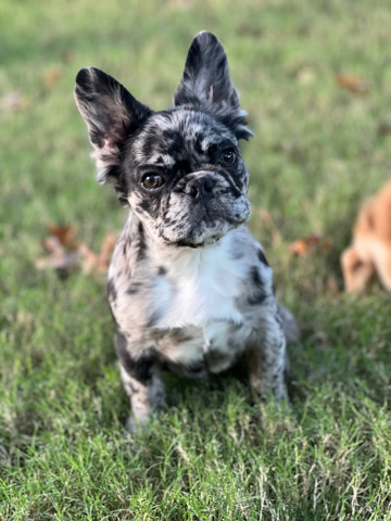 French Bulldog – Sale