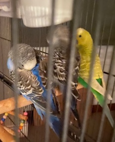 Budgerigar – 2 parakeets all included (cage and toys)