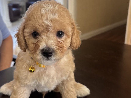 Maltipoo – maltipoo – La Puente