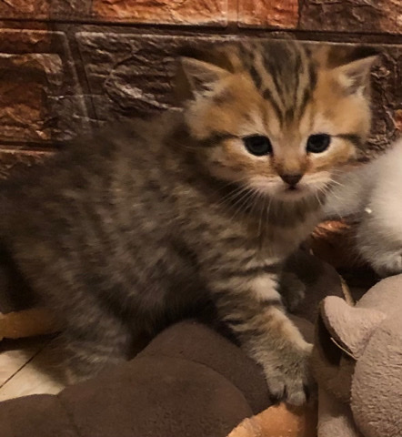 Scottish Fold – Scottish Tiger kitten