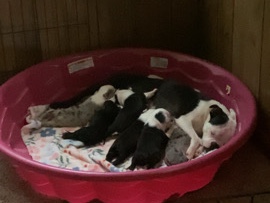 Boston Terrier – Boston terrier puppies – French Lick