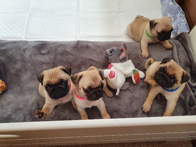 Pug – pug puppies for sale