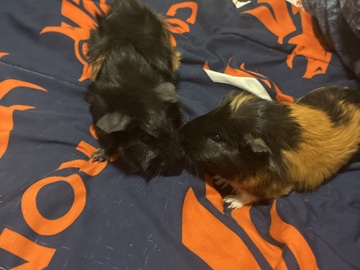 Guinea Pig – 2 gini pigs – Helena