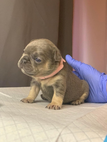 French Bulldog – French bulldog puppies