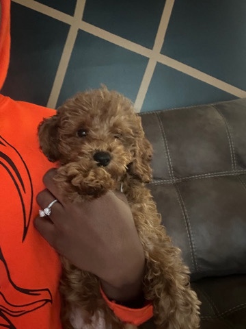 Poodle – poodle puppy