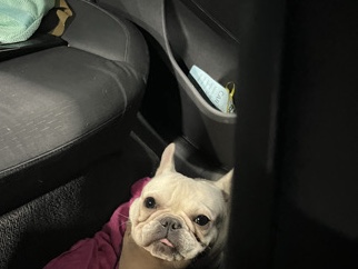 French Bulldog – Sweet 1-Year-Old Female French Bulldog Available in Humble – Houston