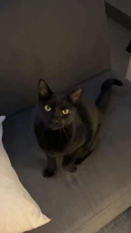 Bombay – Beans the Cat