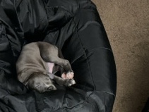 American Bulldog – XL bully, trying to find a new home – Columbus
