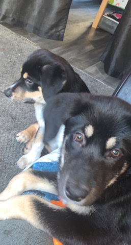 2 mixed breed puppies 