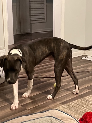 American Pit Bull Terrier – pitbull pup