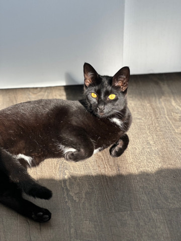 European Shorthair – Joker