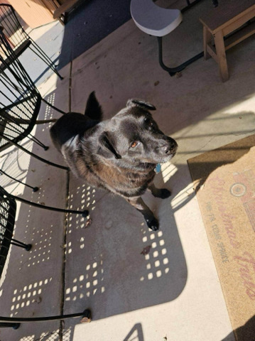 Border Collie – Male Dog