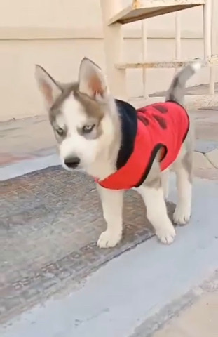 Siberian Husky – siberian husky sale