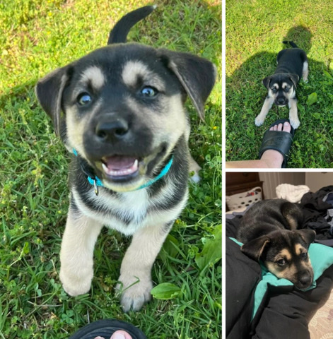 German Shepherd – Bingo/Luca German Sheperd for new home