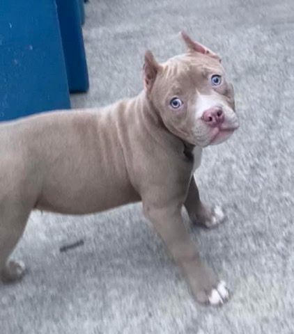 American Pit Bull Terrier – American Bully