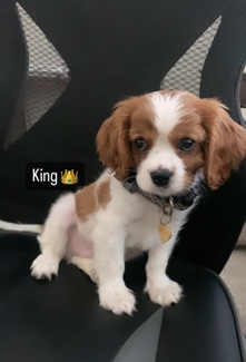 Cavalier King Charles Spaniel – King cav spaniel