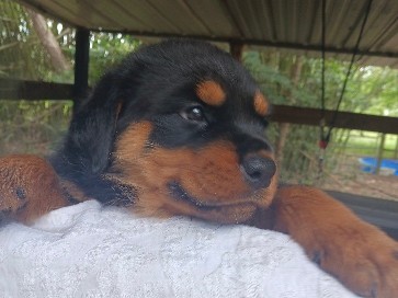 Registered Rottweiler puppys!