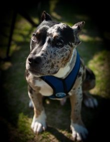 American Bulldog – American Bully