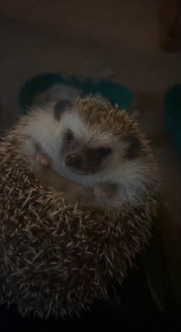 Hedgehog with cage and set up