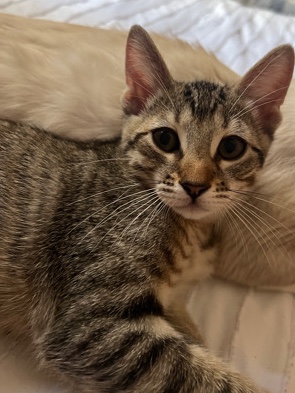 male kitten needs a home