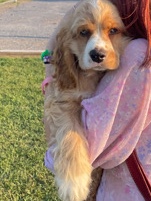 Cocker Spaniel Puppy