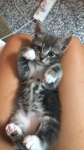 Russian Blue – 10 week old male kitten