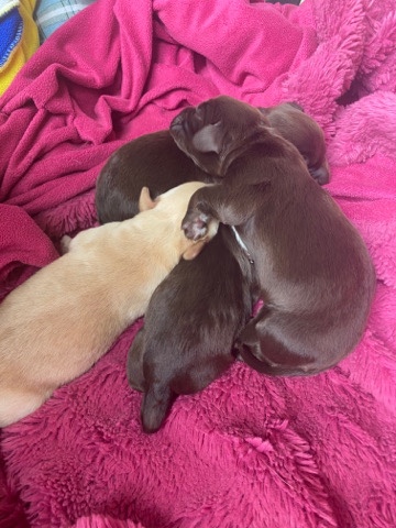 cockerdor puppies for sale