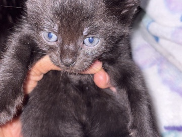 Russian White, Black and Tabby – kittens need rehoming – East Orange