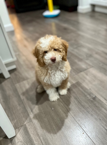 Bernese Mountain Dog – Bernedoodle Mini