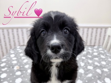Adorable Golden Mountain Puppies – Indianapolis