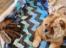 Chow Chow – ChowChow X American bulldog puppies
