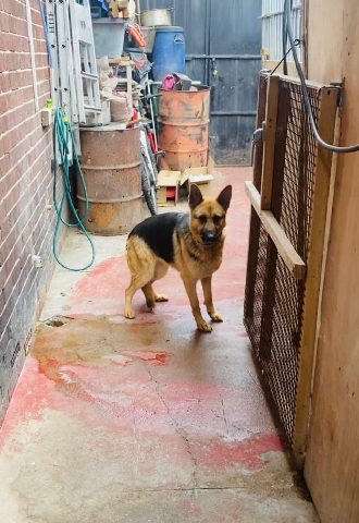 Old German Shepherd Dog – German Shepherd