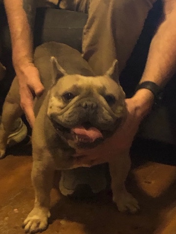 French Bulldog – big bluey