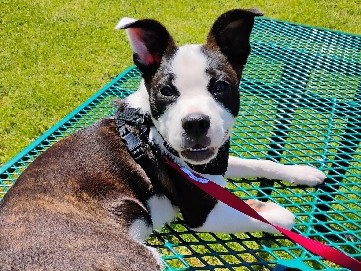 Boston Terrier – Sweet boy – Mansfield