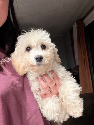 Poodle – Poodle Shitzu mix puppy