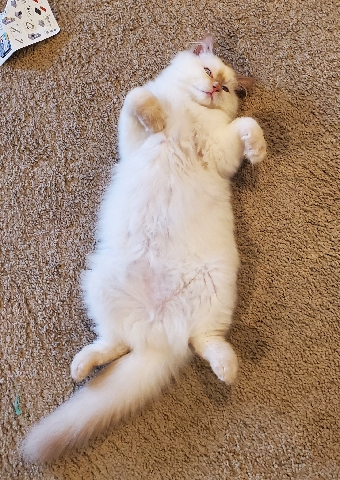 Ragdoll – Selling a Ragdoll kitten