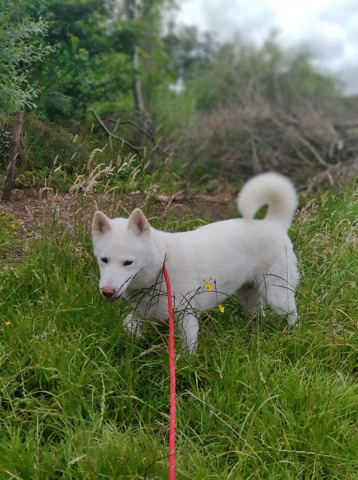  Shelby looking for new home 